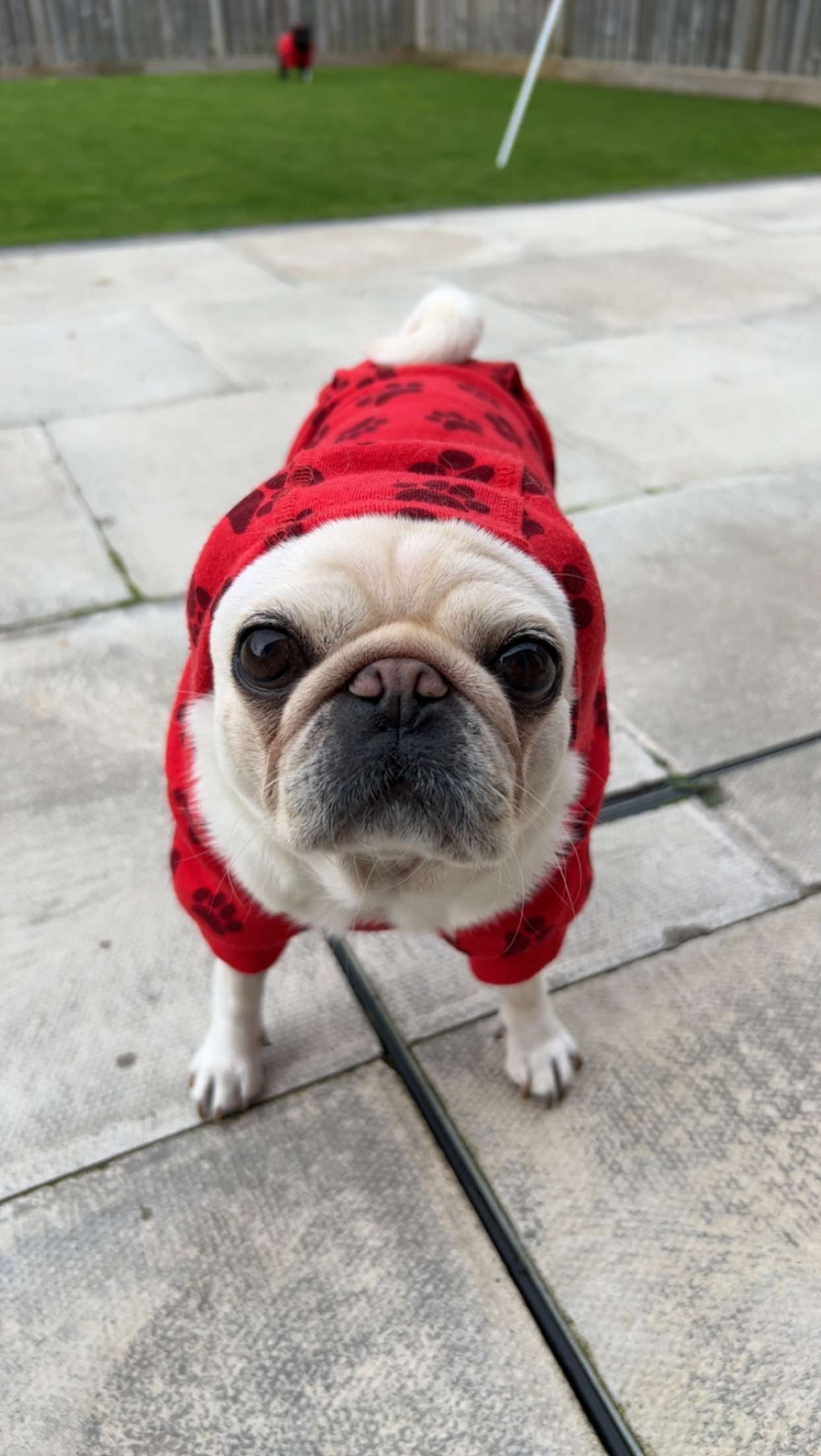 Pugzuk avatar